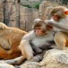 scimmie che controllano se hanno i pidocchi