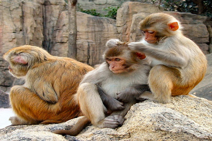 scimmie che controllano se hanno i pidocchi