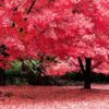 alberi con foglie rosa in primavera